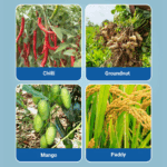 Saaf Fungicide | Carbendazim 12% + Mancozeb 63% WP | UPL Limited