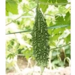 Bitter Gourd Akash F1 – Fast-Growing, High-Yield Hybrid Seeds for Garden & Farm - Image 3
