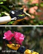 Hectare Telescopic cut and hold fruit picker, pruner and saw – Premium Fruit Harvesters - Image 4