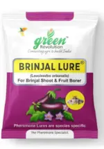 Brinjal Lure for BSFB Control – PL204 | Green Revolution