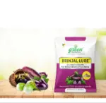 Brinjal Lure for BSFB Control – PL204 | Green Revolution - Image 2