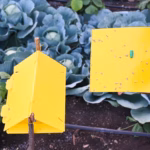 DELTA TRAP & Sticky Liner (PT101 / PT113) – Insect Monitoring Trap | GREEN REVOLUTION - Image 3