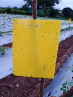 Eco Sticky Trap (Yellow/Blue) – Set of 10 & 25 Boards | GREEN REVOLUTION - Image 5