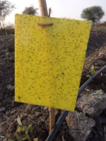 Eco Sticky Trap (Yellow/Blue) – Set of 10 & 25 Boards | GREEN REVOLUTION - Image 6