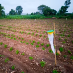 Funnel Trap (PT102) for Insect Monitoring | GREEN REVOLUTION - Image 3