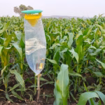 Funnel Trap (PT102) for Insect Monitoring | GREEN REVOLUTION - Image 4