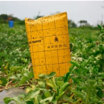 GLUE TRAPPER (PT116 / PT115 / PT133) – 100ml, 250ml, 500ml Glue Trap with Free Bag | GREEN REVOLUTION - Image 3