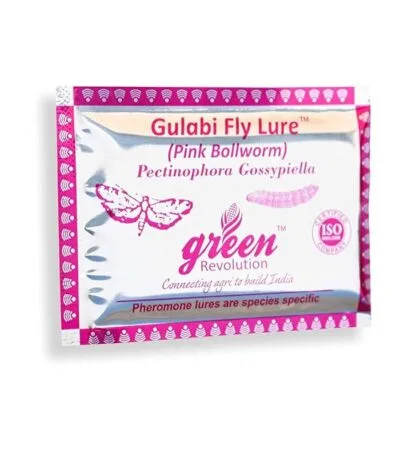 Gulabi fly lure for cotton crop pest control