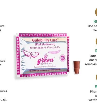 Gulabi fly lure for cotton crop pest control