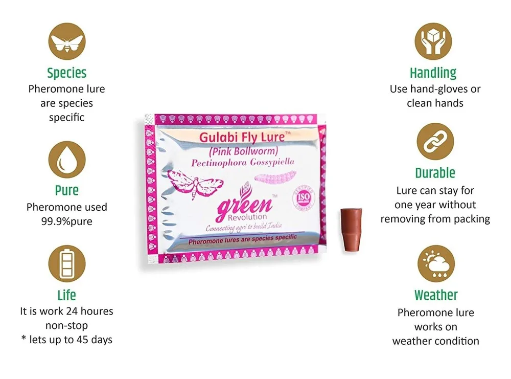 Gulabi fly lure for cotton crop pest control