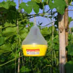 MAXPLUS TRAP (PT104) – McPhail Type Insect Trap | GREEN REVOLUTION - Image 2