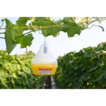 MAXPLUS TRAP (PT104) – McPhail Type Insect Trap | GREEN REVOLUTION - Image 3