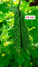 Namdhari Seeds Bittergourd NS 454 (F1) – Long Spindle Dark Green Hybrid Seeds - Image 2