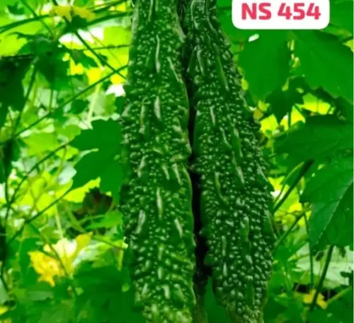 Namdhari NS 454 F1 bitter gourd hybrid seeds