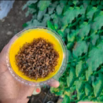 TRI TRAP Fruit Fly Trap – Easy & Economic | GREEN REVOLUTION (PT103) - Image 3