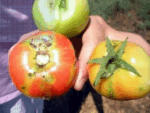 TU-TOM LURE for Tomato Crop – PL210 | Green Revolution - Image 2