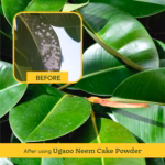 Ugaoo Neem Cake Powder 5Kg | Organic Fertilizer & Natural Pest Repellent for Plants | Soil Enricher for Healthy Growth - Image 3