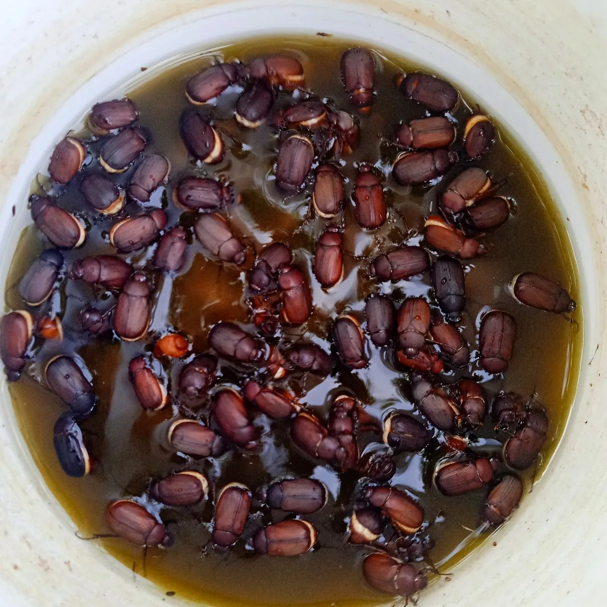 White Grub Lure for All Crops  Pack Of 5 – PL214 | Green Revolution - Image 2