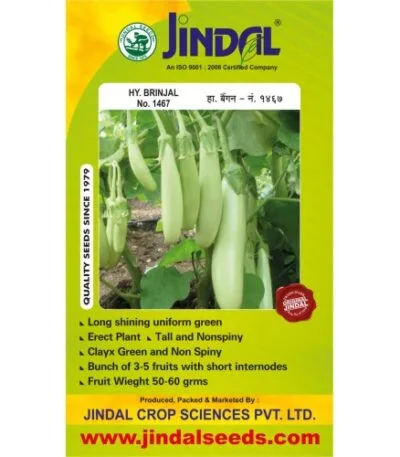 : Jindal Brinjal Hybrid Seeds (Baingan Seeds) No.1467 10GM