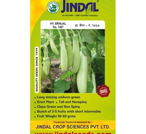 : Jindal Brinjal Hybrid Seeds (Baingan Seeds) No.1467 10GM