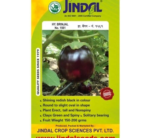 Jindal Brinjal Hybrid Seeds (Baingan Seeds) No.1561 – 10GM