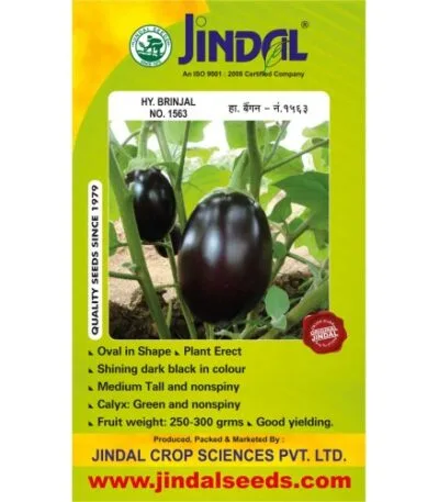 Jindal brinjal hybrid seeds No.1563 10g