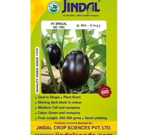 Jindal brinjal hybrid seeds No.1563 10g