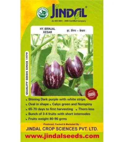 Jindal Kesar brinjal hybrid seeds 10g