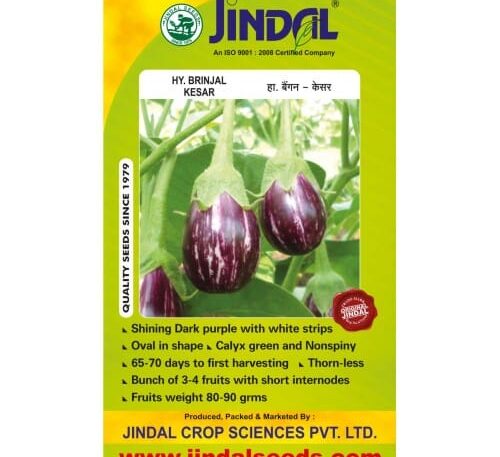 Jindal Kesar brinjal hybrid seeds 10g