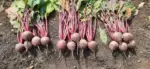 Beetroot Madhur (OP) Seeds | Namdhari Seeds - High Yield, Dark Red, Globe-Shaped Roots - Image 3
