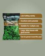Coriander Surabhi (OP) Seeds | Namdhari Seeds - Multi-Cut, High Yield, Aromatic Variety - Image 2