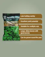 Coriander Surabhi OP seeds Namdhari