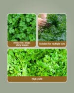Coriander Surabhi (OP) Seeds | Namdhari Seeds - Multi-Cut, High Yield, Aromatic Variety - Image 3