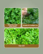Coriander Surabhi OP seeds Namdhari high yield aromatic