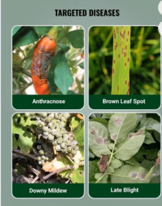“Antracol fungicide with Propineb 70% WP for control of early blight, late blight, leaf spot and other fungal diseases in crops”