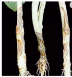 Aliette Fungicide | Fosetyl-AL 80% WP | Bayer Systemic Fungicide for Downy Mildew - Image 3