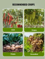 Cabrio Top Fungicide | Metiram 55% + Pyraclostrobin 5% WG | Broad Spectrum Fungicide by BASF - Image 4