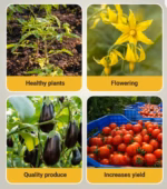 Hoshi Plant Growth Regulator – Gibberellic Acid 0.001% L for Better Crop Growth - Image 4