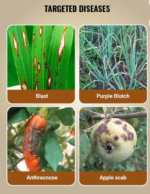 Infinito Fungicide by Bayer – Fluopicolide + Propamocarb SC for Effective Control of Late Blight and Downy Mildew