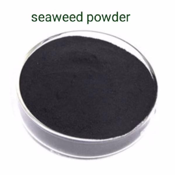 Seaweed Extract Technical Powder – Natural Plant Growth Booster for Gardening